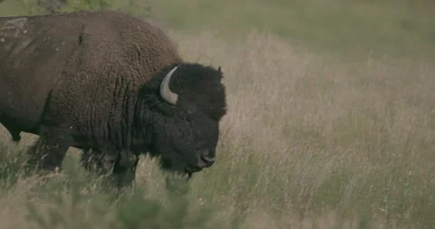 Bison walking through tall grass, Close-up tracking shot Stock Footage 332441373