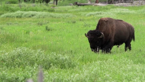 Bison Walking through Water in Yellowstone National Park, Close Up Stock Footage 96203607