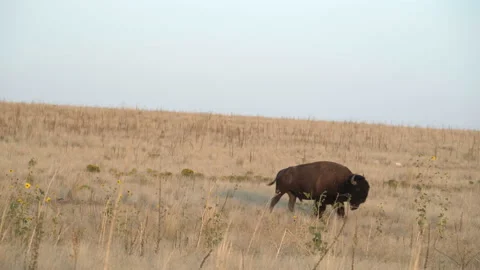 Bison walking through yellow fields and flowers Stock Footage 138986831