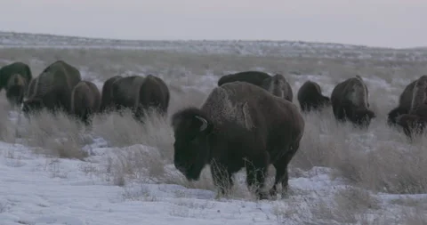 Bison walking toward camera Stock Footage 332436053