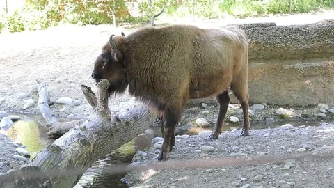Bison walking in zoo 스톡 동영상 109168461