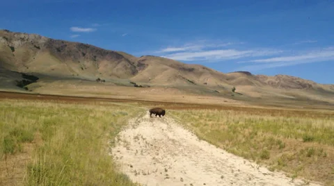 Bison walks across dirt road Stock-Footage 32425496