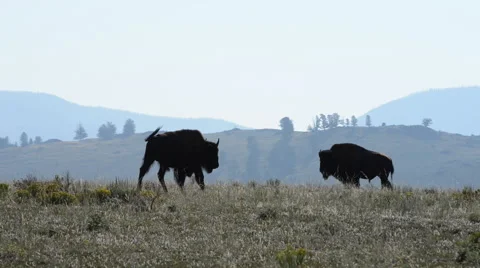 Bison Walks Across Screen Looping Silhouette Stock Footage 62814734