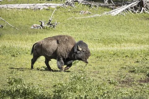 Bison walks in field. Stock Photos