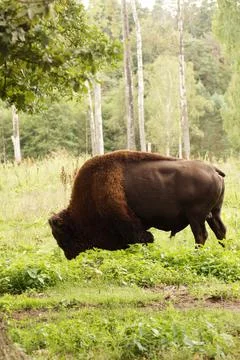 Bison walks in the shade of trees Stock Photos