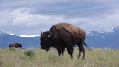 Bison walks SloMo by dwking Stock-Footage 81413160