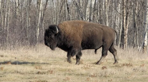Bison walks through meadow in Alberta prairie 库存影片 56469306