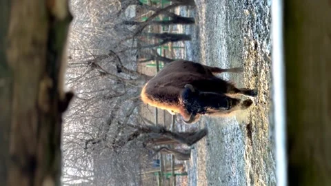 A bison walks through a snow-covered enclosure at the zoo in Penza, Russia. Video stock 256034552