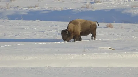 Bison walks through snowy field Stock Footage 47330552