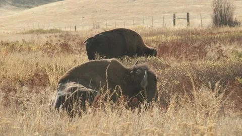 Bison Wallowing 4k Stock Footage 152542837