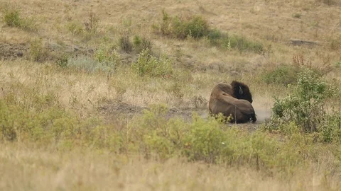 Bison Wallowing on National Bison Range Stock Footage 93813991
