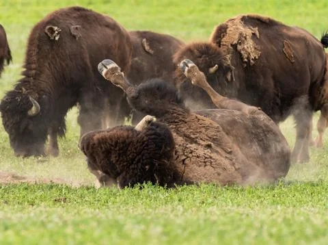 Bison Wallows in Dry Dirt Patch Fotos de archivo