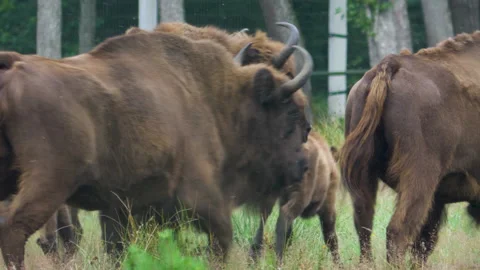 Bison wild animal. bison parent with bison. natural habitat of wild animals 库存影片 196809014