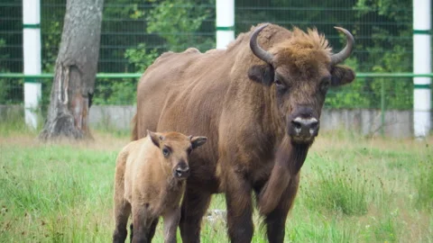 Bison wild animal. bison parent with bison. wildlife. Vidéo 196809094