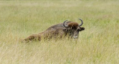 Bison in the wild. Bison eat grass. Animals rest Stock-Fotos