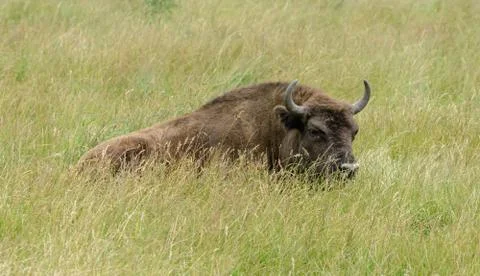 Bison in the wild. Bison eat grass. Animals rest Foto stock