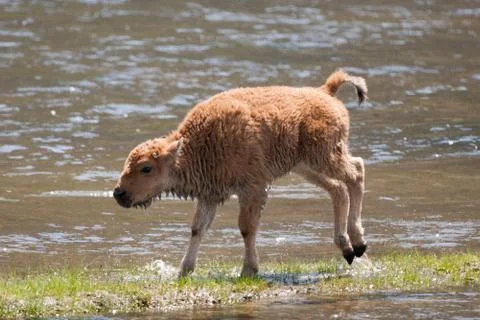 Bison in the Wild. Stock Photos