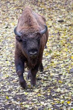 Bison in the wild Stock Photos