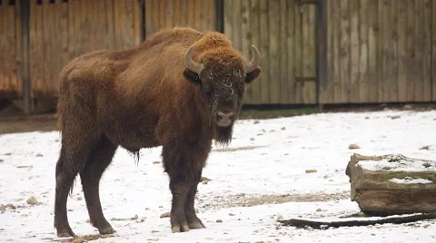 Bison in winter (Bison bonasus) Stock-Footage 59169690