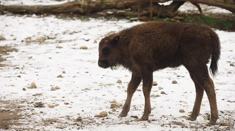Bison in winter (Bison bonasus) Stock-Footage 59169713