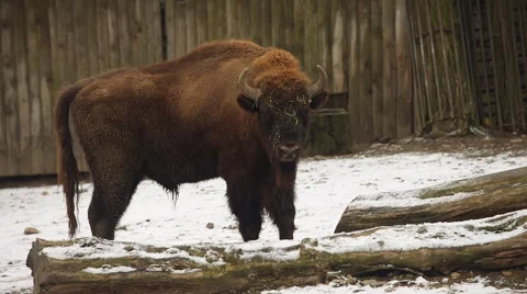 Bison in winter (Bison bonasus) Stock Footage 59169715
