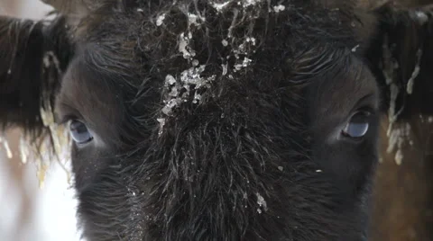 Bison in the winter Stock-Footage 1076984
