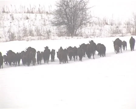 Bison in the winter Stock Footage 2358969