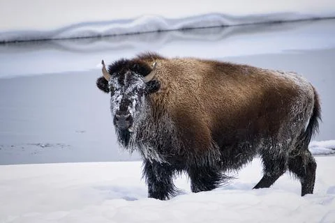 Bison in Winter Landscape Stock Photos