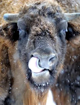 Bison in winter Stock Photos
