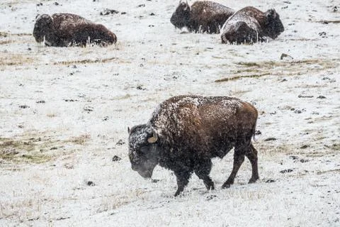 Bison in winter Stock Photos