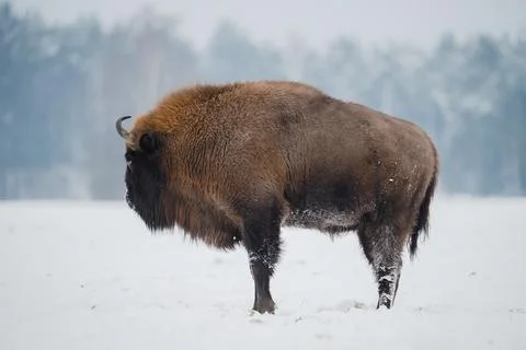 Bison in winter Stock Photos