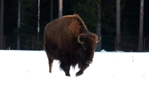 Bison in winter snow. Stock Photos