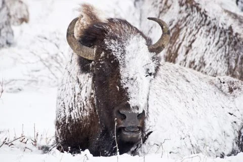 Bison in winter storm Stock Photos