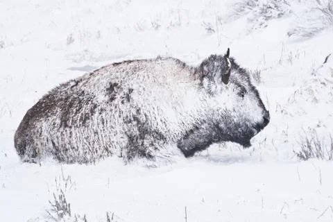 Bison in winter storm Stock Photos