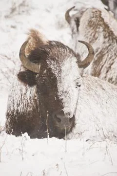 Bison in winter storm Foto stock