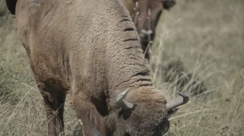 Bison Wisent Eating Grass Stock Footage 53160795