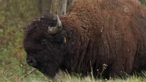 Bison Wondering In the Wild In Alberta Canada Stock-Footage 330882680