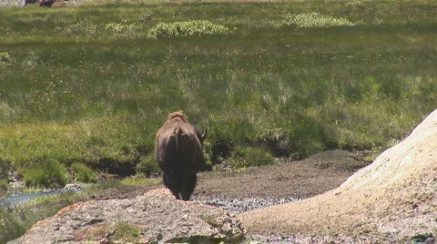 Bison in Yellowstone Stock Footage 82733