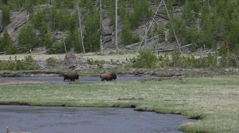 Bison in Yellowstone Video stock 20500223