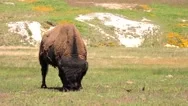 Bison In Yellowstone National Park Stock Footage