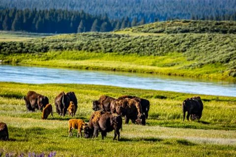 Bison at Yellowstone Stock Photos