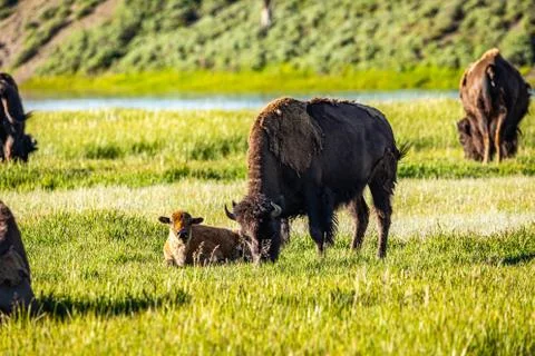 Bison at Yellowstone Stock Photos