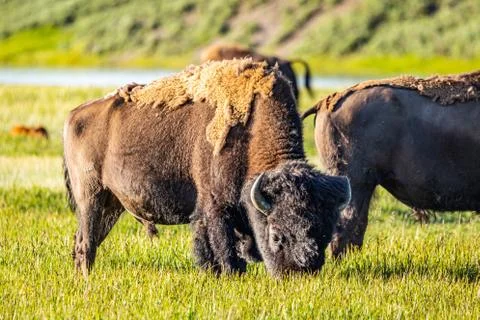 Bison at Yellowstone Stock Photos