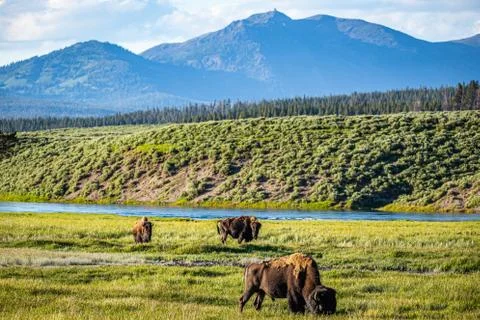 Bison at Yellowstone Stock Photos