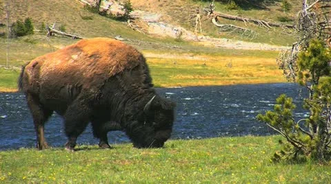 Bison Yellowstone USA Stock Footage 11186008