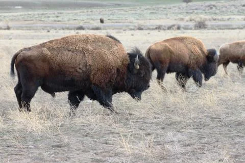 Bison yellowstoneFAAb Stock Photos
