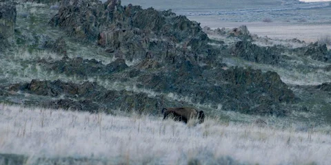 Bison young bull runs down hillside through grass, buffalo,  4k Stock Footage 241538042