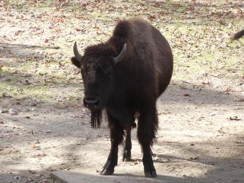Bison at Zoo Stock Photos
