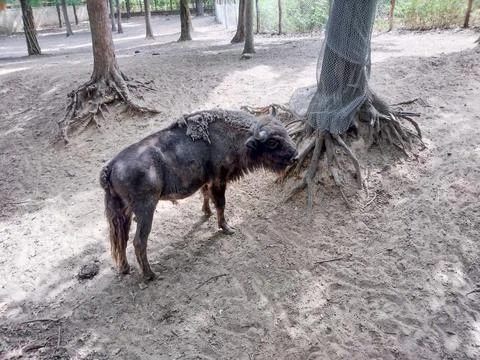 Bison at the zoo in summer Fotos Stock