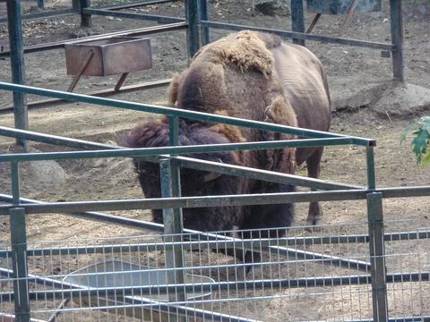 Bison at the zoo in summer Stockfoto's